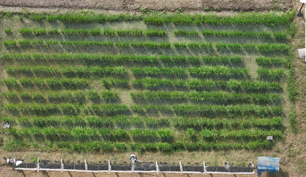 Rice crop imagery collected at LUMS field during the current Kharif season 2025.