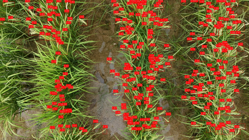 Rice panicle counting for yield estimation.