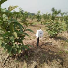 A sensor node in guava farm.