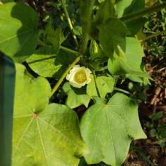 first bloom of cotton