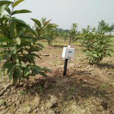 Soil moisture sensing in a gauva orchard in Punjab