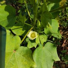 First bloom of cotton